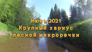 Июнь 2021.  Крупный хариус лесной микроречки