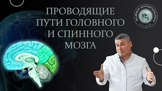 Проводящие пути головного и спинного мозга / Conduction pathways of the brain and spinal cord