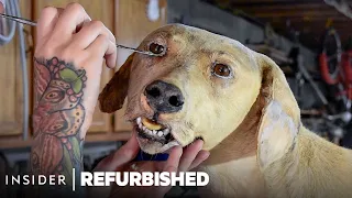 How A Taxidermist Restores A Damaged Dog | Refurbished