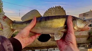 Walleye attacks! Spinning in the arc of the bait to shreds. Working Bait Wiring for Walleye