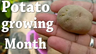 Can you grow potatoes all year round | What month are potatoes grown | potato seeds