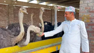 Baby Ostrich Aa Gaye 😍 | Baby Dinosaur 😊