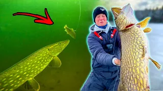 BRUTAL UNDERWATER FOOTAGE OF PIKE ATTACK - Ice Fishing Premiere | Team Galant