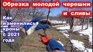 ОБРЕЗКА МОЛОДЫХ КРОН черешни и сливы 2024