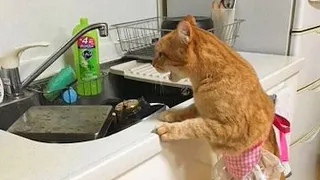 When cats doing things better than you! Funny Cat Videos 2024