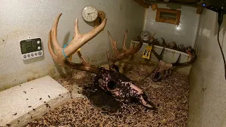 Time-Lapse of Dermestid Beetles Cleaning a 12 Point Deer Skull