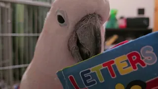 Cockatoo Fan Dancing & More Reading 📚