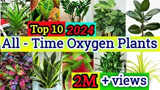 10 Permanent Oxygen Plants for Indoor | Easy Care Air Purifying Plants for Home |