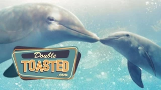 Dolphin Tale 2 - Double Toasted Video Review