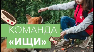 Как научить собаку команде ищи. ✔️Учим собаку искать по запаху