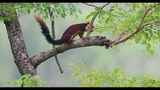 Malabar giant squirrels (Ratufa indica)