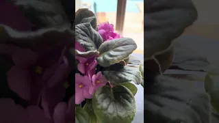 How to plant African Violet flowers