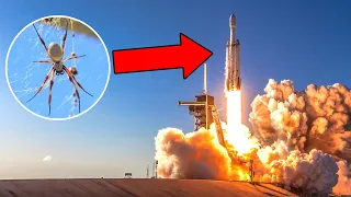 Why did NASA send spiders to space?