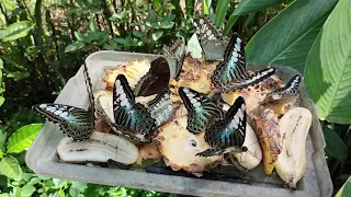 The beauty of the butterfly and the life cycle#butterfly #how #butterflylifecycle #butterflyfarm