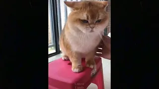 Charming TikTok Pets to Cure All Your Sadness ♥ Cutest Pets