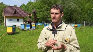 Врятувати карпатську бджолу.  Місія здійсненна. Історія Віктора Паппа  Частина перша.