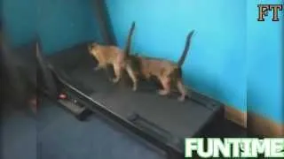 Кошки занимаются в качалке! Cats in the gym!