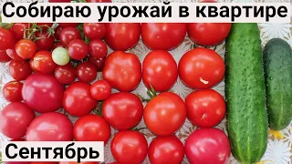 Обзор Огорода на Балконе 2022, Часть5. Богатый Урожай Помидор в Городской Квартире.