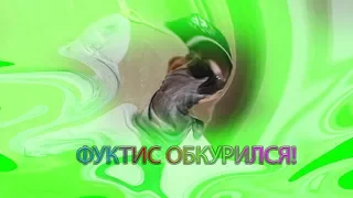 фуктис обкурился.mp4.mp4