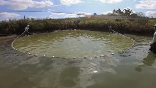 PASSANDO A REDE EM UM LUGAR LOTADO DE PEIXE