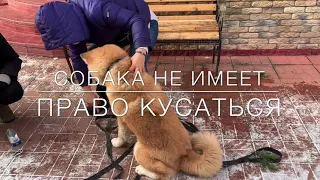 Собака не даёт стричь когти?С Вами кинолог Наталья Севостьянова