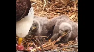 April 15, 2021 Fun Feeding.