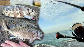 Shore jigging, if there are no king mackerel, then eat rabbitfish 🐟🙂 EN Subs 4K