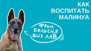 СУПЕРПОРОДА ДЛЯ СУПЕРХОЗЯЕВ: Как вырастить и воспитать МАЛИНУА?