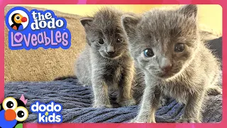 Tiny Kittens Love Their GIANT Four-Legged Parents! | Dodo Kids | Loveables