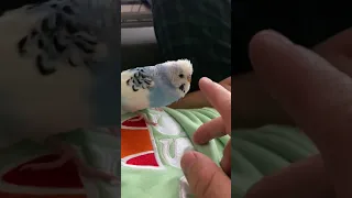 Playful tame budgie trying to talk