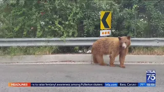 Mt. Wilson hikers have close encounter with a bear