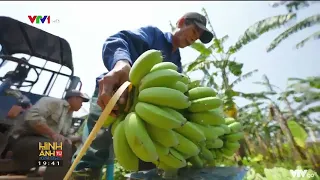 Gia tăng giá trị cho vùng đất bãi | VTV24