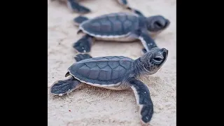 Into the Wild: Turtle Nesting Chronicles on the Phoenix Zone - Part 3 🐢🏝️ 🌊 #CaymanTurtles #turtles