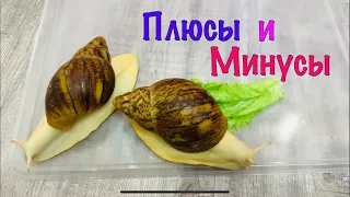 УЛИТКИ ПЛЮСЫ И МИНУСЫ СОДЕРЖАНИЯ