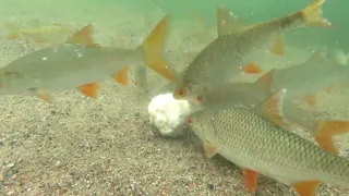 How do fish (roach) react to a ball of bread? Underwater camera in clear water!