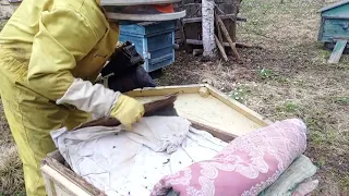 Пасека в лесу.Тянут или нет вощину,🍯🛖🐝