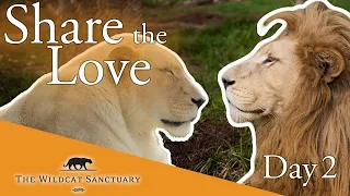 Share The Lion Love: Sofi & Gino || The Wildcat Sanctuary