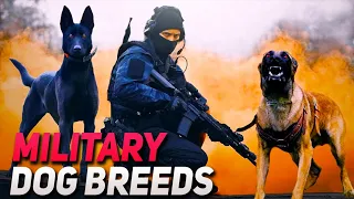 TOP 10 BEST MILITARY DOG BREEDS IN THE WORLD