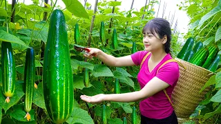 AMAZING HARVESTING CUCUMBERS/Goes To Market Sel/How to make shrimp paste and tofu noodles