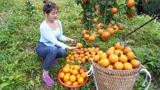 Harvest Orange Fruit Goes To Village Market Sell - Sell Pigs | My Bushcraft / Nhất
