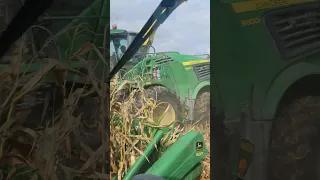 Back in the saddle after the rain! #silage#youtube #midwestcustomharvesting#corn#chopping#dairy#beef