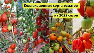 Коллекционные СОРТА ТОМАТОВ на 2022 год, для улицы и теплицы, очень урожайные сорта, ЧАСТЬ 1