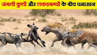 African wild dogs और Hyenas के झुंड के बीच लड़ाई | African Wild Dog Packs vs Hyena Packs