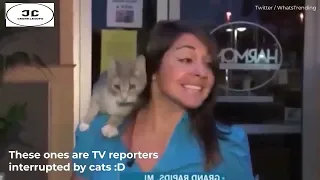 Woman has Live News Broadcast interrupted by cat jumping onto her shoulders out of nowhere!