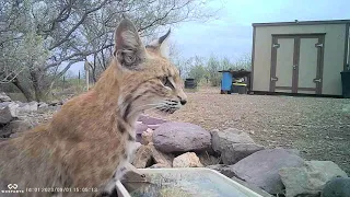 The Bobcat Drinks