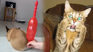 Новые забавные животные 😂 Самые смешные видео про кошек и собак 😹🐶 Часть 9