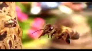 Пьяная пчела! Смотрите за жизнью пчёл и многое вы для себя  уясните!!!