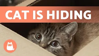 My CAT is HIDING and Won't COME OUT 🐱 (Why and What to Do)