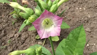 Nicotiana tabacum L. (tabák virginský)