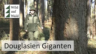 🌲Baumgiganten: Douglasie, der Baum der Zukunft? Teil 1  #wildaufwald